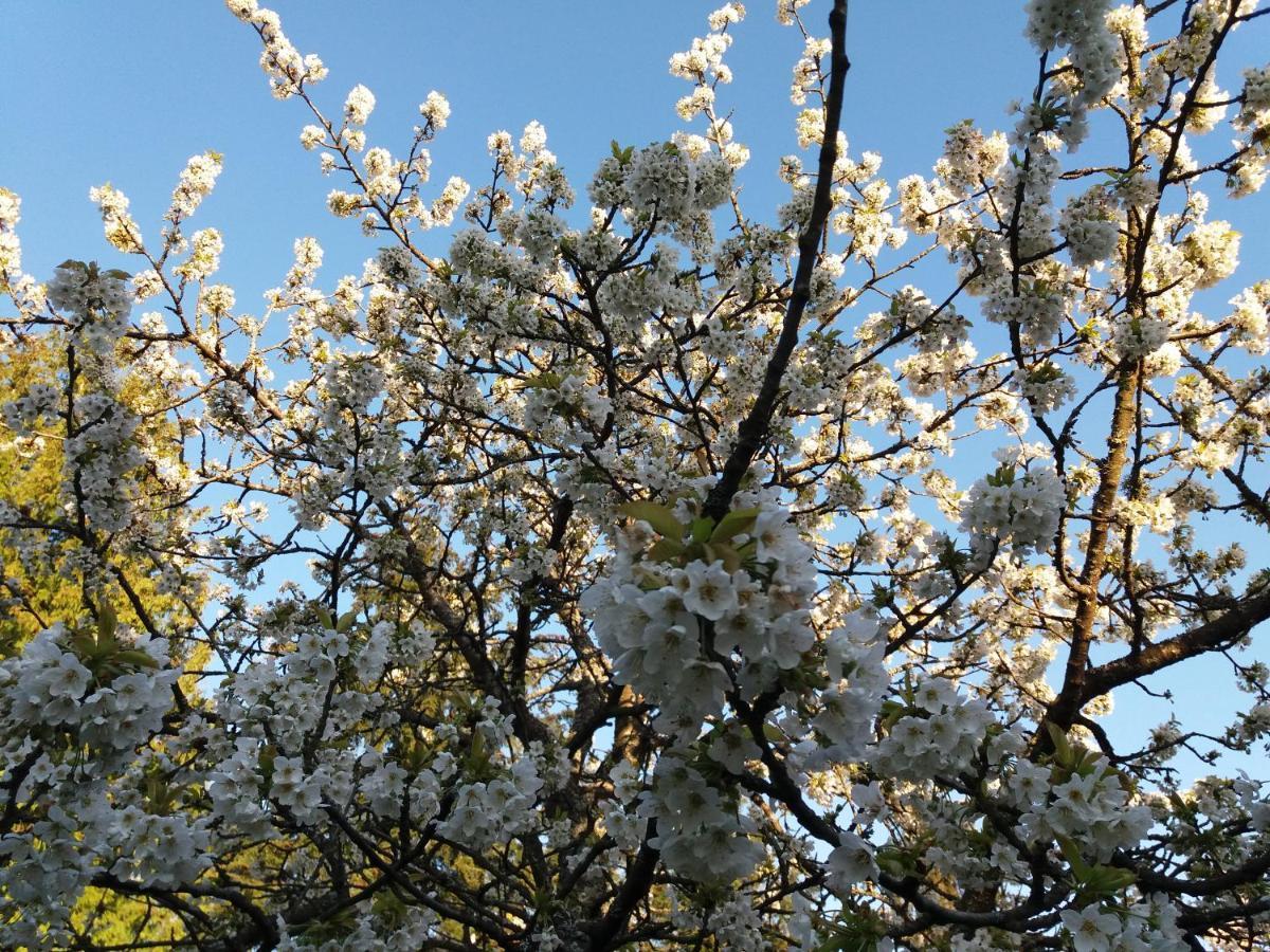 Gemuetliche, Helle Wohnung Im Luftkurort Dansenberg 카이저슬라우테른 외부 사진